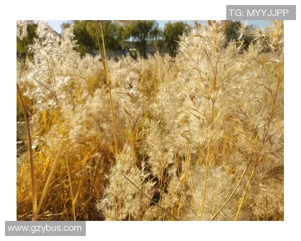 黄磊专访：畅谈乒乓球生涯与成长历程的点滴回忆